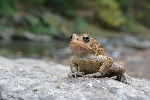 macro shot of a toad on colony of ants - concept in mind was \