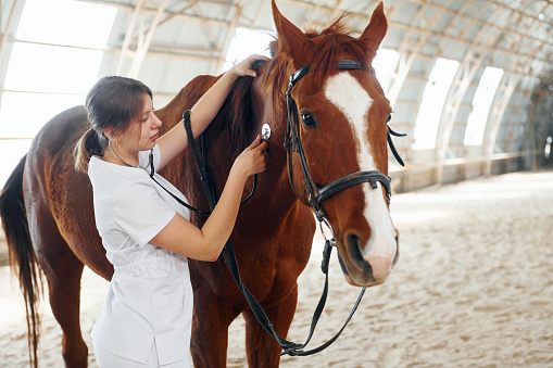 Using stethoscope. Female doctor in white coat is with horse on a stable.