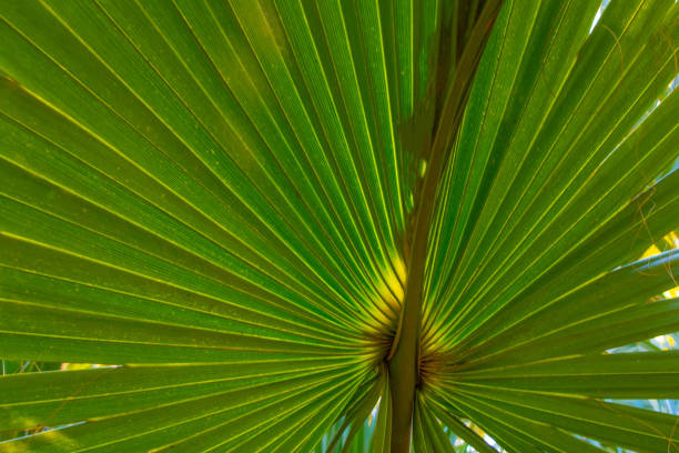 istock Palm Leaf-Hilton Head,South Carolina 1398296263