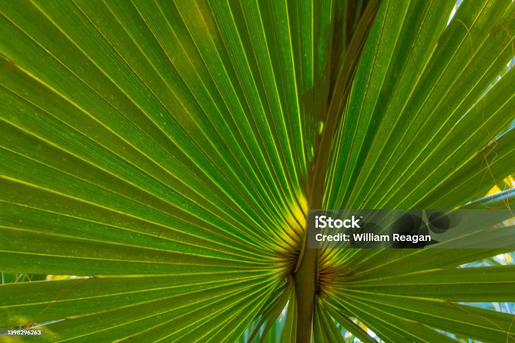 Palm Leaf-Hilton Head,South Carolina Abstract Stock Photo