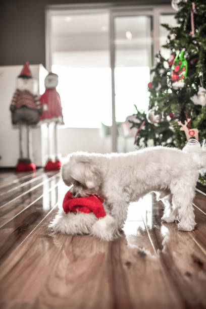 istock Dog Dragging Christmas Hat Along Near Tree In Mouth 1398296914