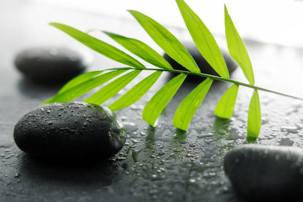 istock spa treatment and wellness concept. green leaf with wet black stones 1398296949