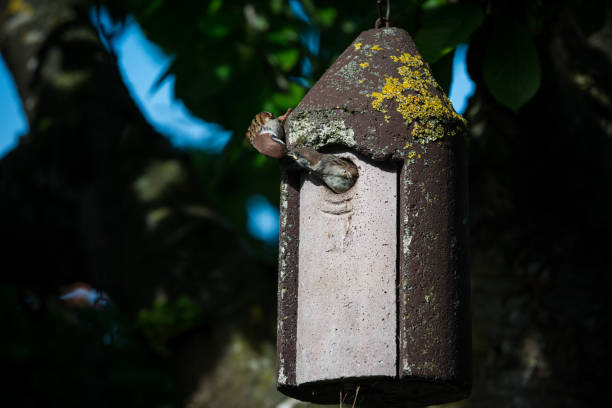 istock Sparrow in the nest box is fed 1398297050