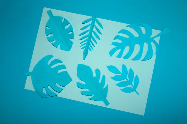 pastelowy niebieski papier z papierowym niebieskim liściem dżungli, wokół pastelowy niebieski papier niebieskie tło - sea eagle zdjęcia i obrazy z banku zdjęć