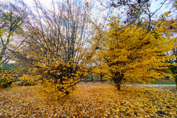 Milan, Lombardy, Italy: the park known as Parco Sempione at November