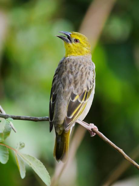 istock Cape Canary -Serin du Cap - yellow bird in Mauritius - perching in natural environment 1398299163