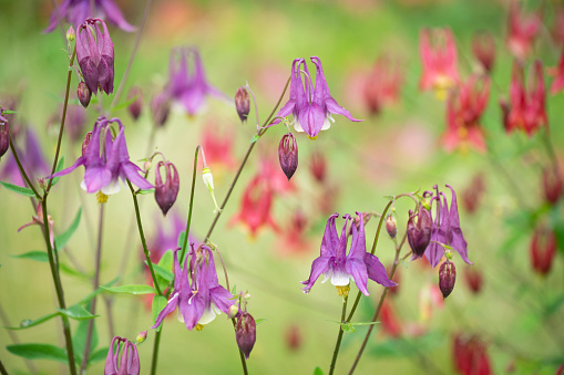 Eastern Spider Orchid (Ophrys mammosa) in natural habitat