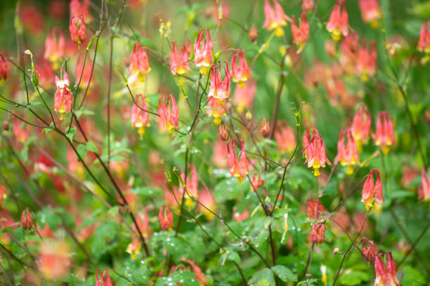 istock Blooming Columbine 1398299479