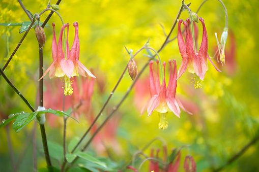 Blooming Columbine