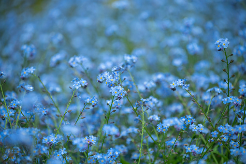 Small blue wild flowers