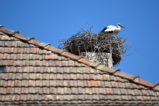 Two storks on their large nest ,  close-up view, dusk colors in the background. Galicia, Spain.