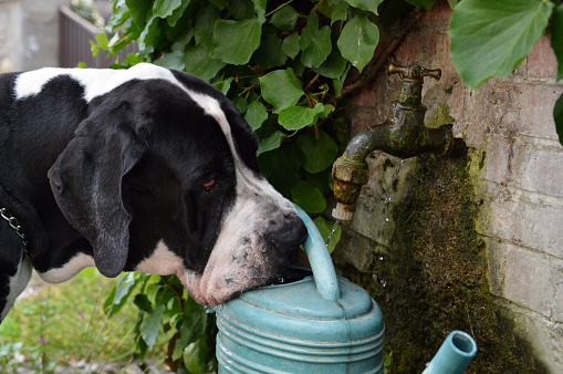 A dog drinking from a watering can during the hot weather. It is a great dane dog breed