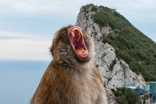 Barbary Macaques in Gibraltar Nature Reserve, UK