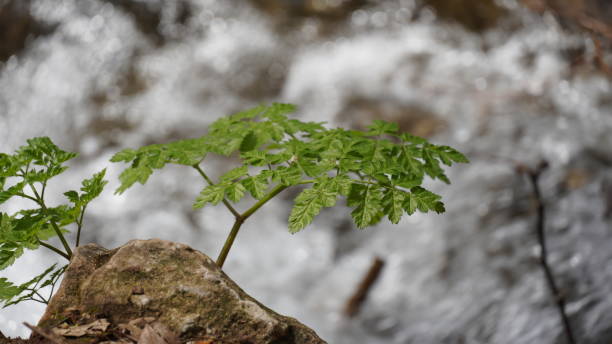 istock Green plant over stone, against water stream. 1398302611