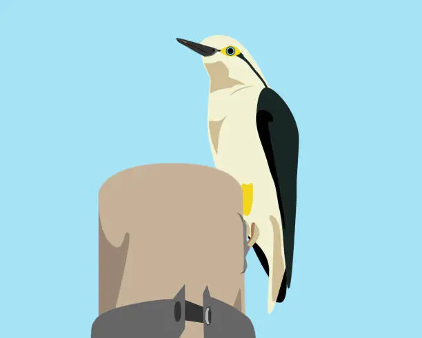 Vector illustration of White woodpecker