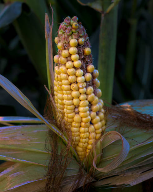 Corn on the cob in the field Corn on the cob in the field, mature corn with imperfections corn cob eaten stock pictures, royalty-free photos & images