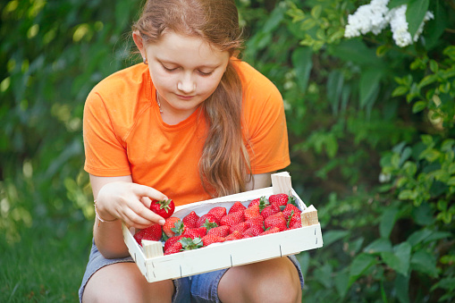 Girl picking strawberries to wooden crate