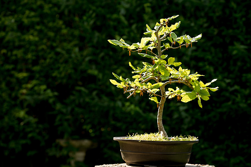 Bonsai tree in bright sunlight, with space for your text.