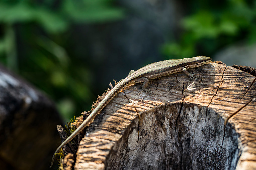 Sand lizard or Lacerta agilis on Wooden Log.