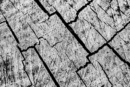 Black and White Close-up of Cracked Tree Log.