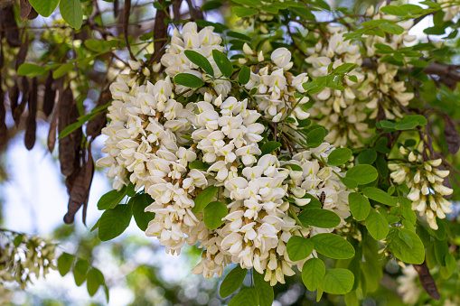 Flowering acacia in the spring garden