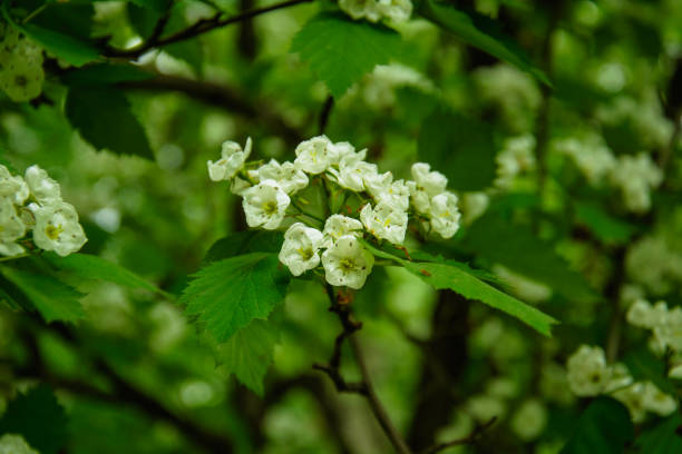 istock Beautiful blooming white cherry in a large garden 1398308739
