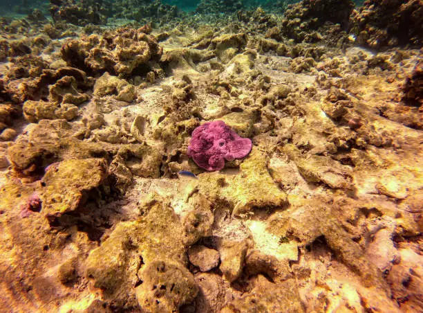 Maupiti - French Polynesia