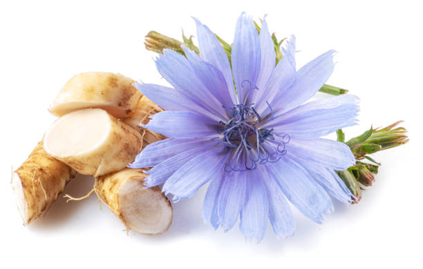 istock Chicory flowers and roots close up on the white background. 1398310522