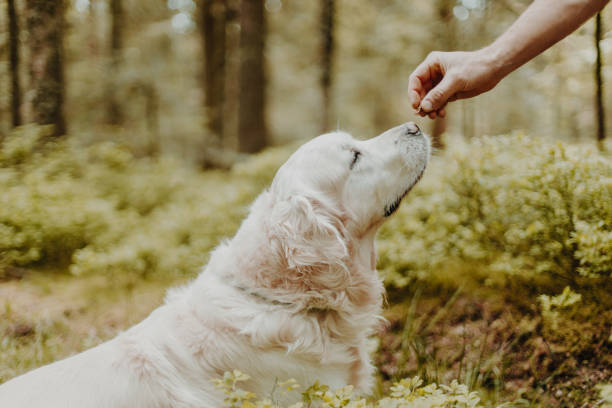 istock Golden Retriever Dog Enjoying Spring 1398310673