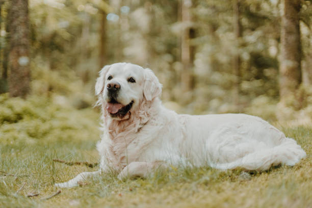 istock Golden Retriever Dog Enjoying Spring 1398312111