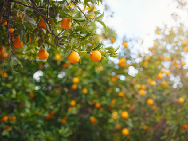 Orange garden, summer background. Turkey district of city of Demre stock photo