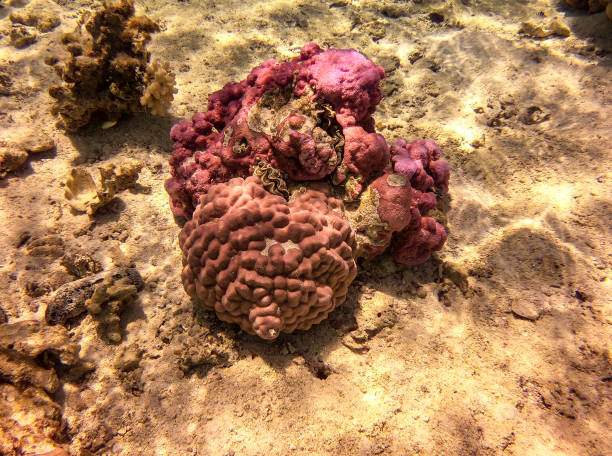 istock Lagoon clam at Maupiti 1398313189