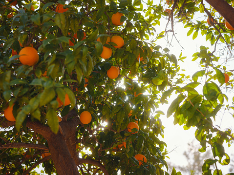 Orange garden orplantations, summer background. Turkey district of city of Demre. Trees with fruits.