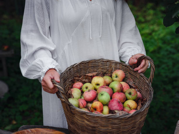istock middle-aged woman picks apples in the garden. 1398314794