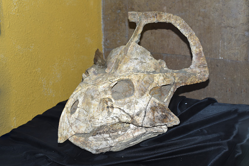 Fossils of Protoceratops found in Mongolia Gobi Desert