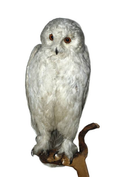 istock White owl sitting on the brancg on white background 1398315969