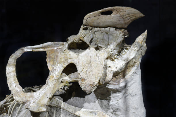 istock Fossils of Protoceratops found in Mongolia Gobi Desert 1398315972