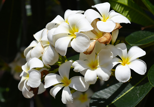 White plumeria flower with green leaf nature background