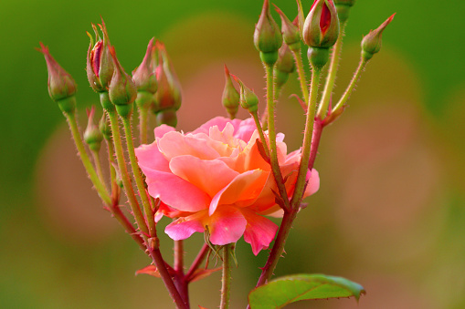 Rose is a perennial flowering plant, which can be erect shrub, climbing or trailing with stems that often have sharp prickles. Flowers vary in size and shape with colors ranging from white, yellow, purple, orange, pink to red. The blooming time is from spring to fall.