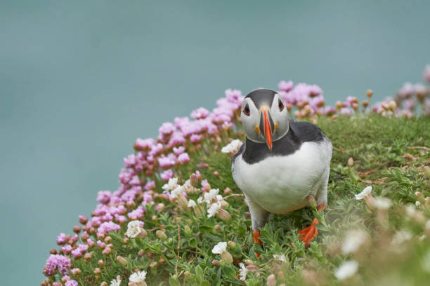 Atlantic puffin (Fratercula arctica) amongst spring flowers on a cliff on Great Saltee Island off the coast of Ireland.