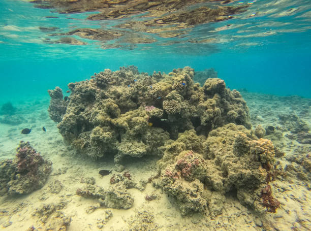 istock Coral reef at Maupiti 1398316145