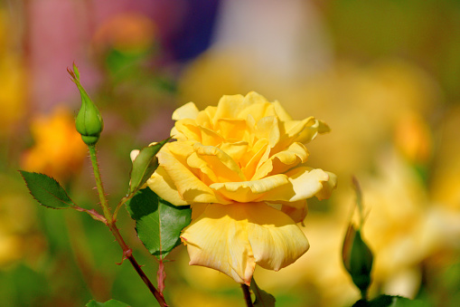 Rose is a perennial flowering plant, which can be erect shrub, climbing or trailing with stems that often have sharp prickles. Flowers vary in size and shape with colors ranging from white, yellow, purple, orange, pink to red. The blooming time is from spring to fall.