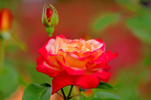 Rose is a perennial flowering plant, which can be erect shrub, climbing or trailing with stems that often have sharp prickles. Flowers vary in size and shape with colors ranging from white, yellow, purple, orange, pink to red. The blooming time is from spring to fall.