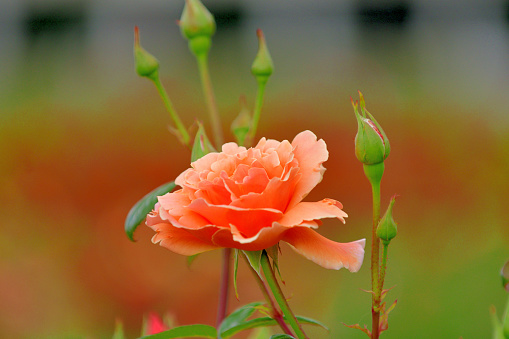 Close up shot of Cabbage roses.