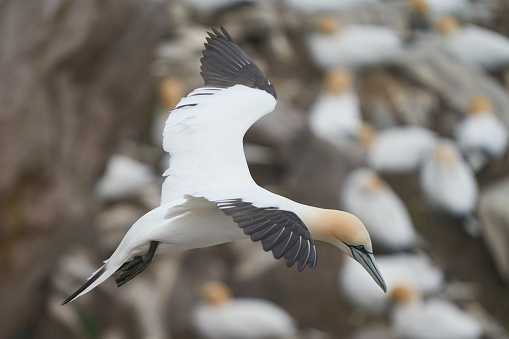 Arctic Tern, Tern, Bird, Animal Wing, Arctic