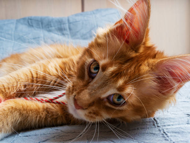 istock Beautiful ginger Maine coon kitten lying on the bed 1398323176