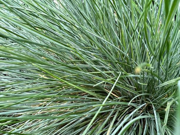 Ornamental Grass Abstract Ornamental grass festuca glauca stock pictures, royalty-free photos & images