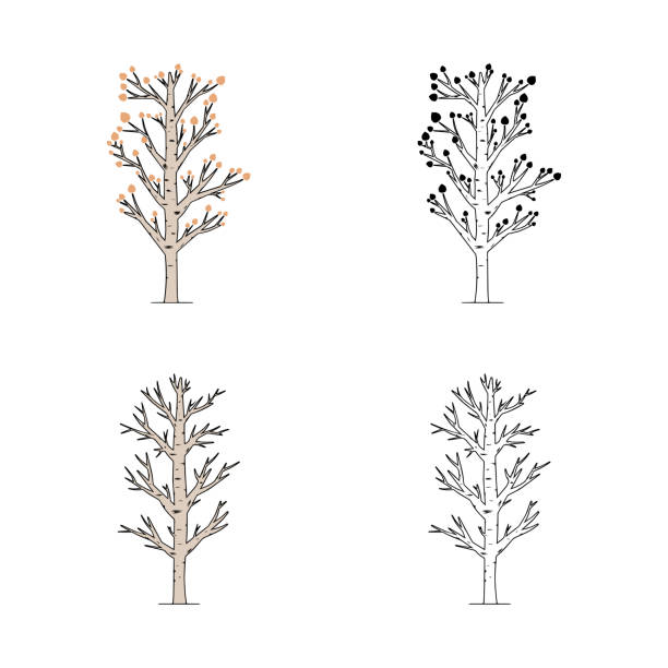 vektorsatz des espenbaums, der auf weißem hintergrund isoliert ist. pappelbaum-doodle-illustration. - leaf white background beech leaf branch stock-grafiken, -clipart, -cartoons und -symbole