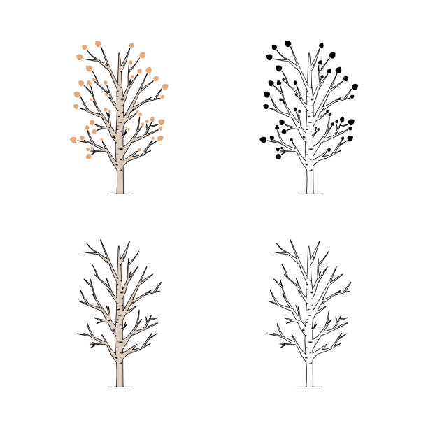 vektorsatz des espenbaums, der auf weißem hintergrund isoliert ist. pappelbaum handgezeichnete illustration. - leaf white background beech leaf branch stock-grafiken, -clipart, -cartoons und -symbole