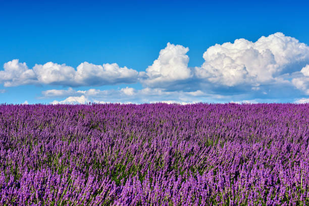 Lavender fields reflection blue sky, Provence, France.